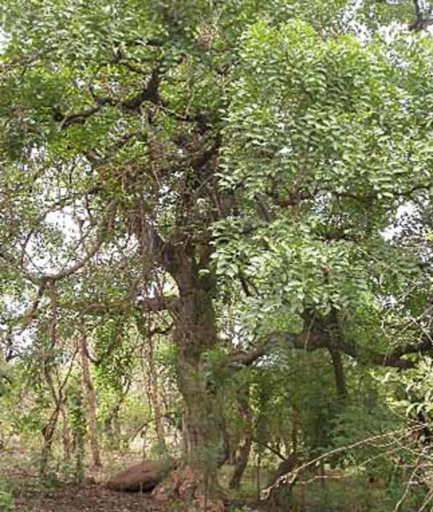 Photo de doussié lingué